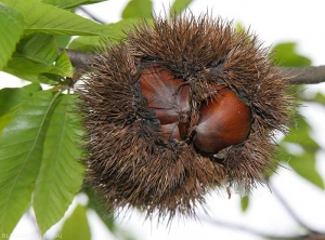 Fruits du châtaignier