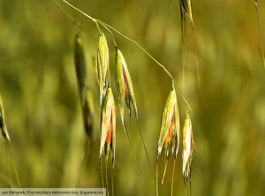 Avena fatua (folle avoine)