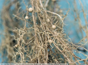 Heterodera glycines sur soja