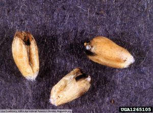 Tilletia indica blé grains