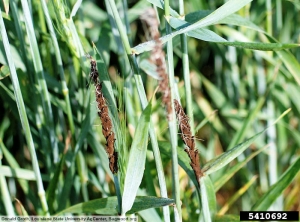 Ustilago segetum var. tritici Blé