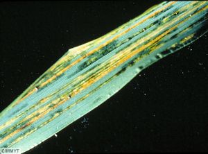 Xanthomonas translucens pv. translucens blé