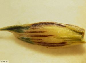 Xanthomonas translucens pv. translucens blé