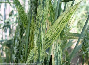 Wheat mosaic virus (WMoV) blé