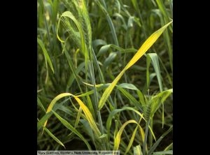 Wheat streak mosaic virus (WSMV) blé