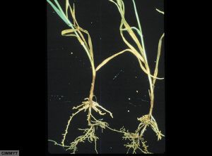 Meloidodyne spp. blé