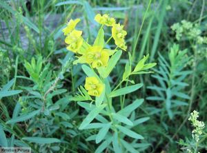 Euphorbia esula