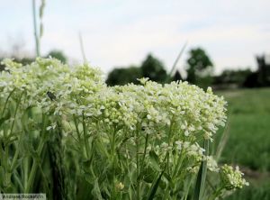 Lepidium braba