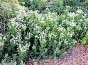 Lepidium draba