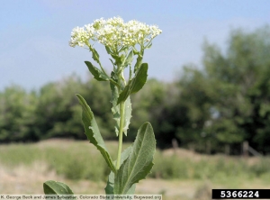 Lepidium draba