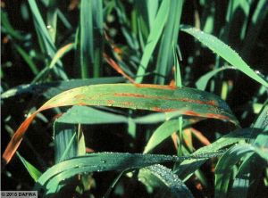 Pseudomonas syringae pv. striafaciens