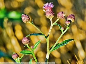 Cirsium arvense