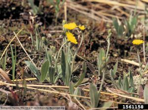 Pilosella officinarum