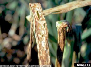 Xanthomonas axonopodis pv allii oignon