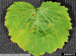 Acidovorax citrulli courge