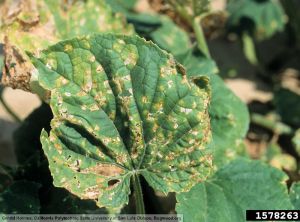 Pseudomonas syringae pv. lachrymans concombre