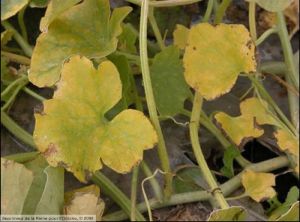 Fusarium oxysporum f. sp. melonis melon