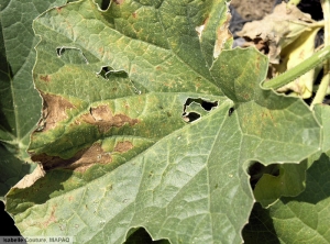 Fusarium oxysporum f. sp. melonis melon