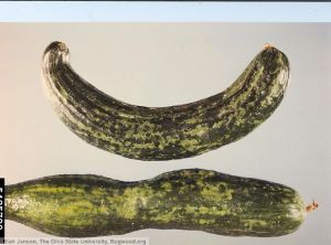 Cucumber mosaic virus