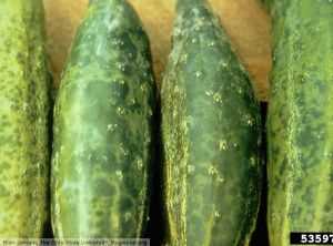 Cucumber mosaic virus concombre