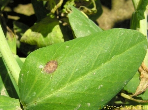 Didymella pisi pois