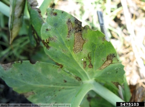 Septoria pisi pois