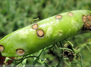 Septoria pisi pois