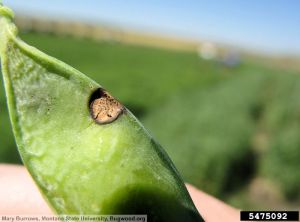 Septoria pisi pois