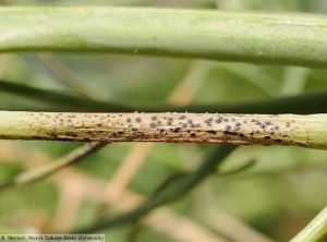 Septoria pisi pois