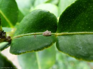 Cochenille à coque (Ceroplastes sp.) sur combava