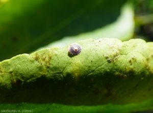 Chrysomphalus aonidum