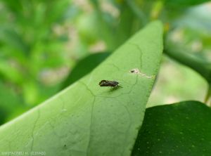 Diaphorina citri adulte sur Citron