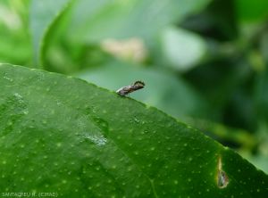 Diaphorina citri adulte sur Citron