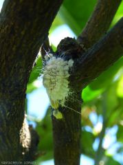 Cochenille farineuse (Icerya seychellarum) sur tronc de Tangor