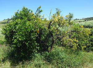 Greening sur plant entier de Tangor, chute de feuilles asymétrique