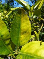 Symptome de Greening sur feuille de Tangor