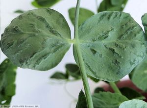 Pea enation mosaic virus (PEMV) pois