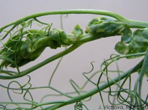 Pea enation mosaic virus (PEMV) pois