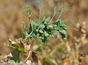 Pea seed-borne mosaic virus (PSbMV) pois