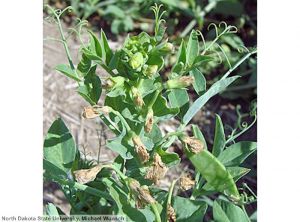 Pea seed-borne mosaic virus (PSbMV) pois