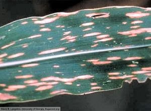 Cochliobolus heterostrophus maïs