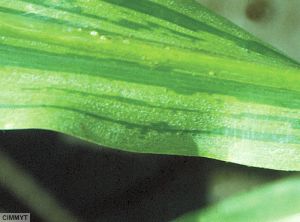 Peronosclerospora maydis maïs