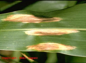 Setosphaeria turcica (Brûlure helminthosporienne) maïs