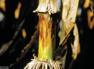Stenocarpella maydis - macrospora maïs