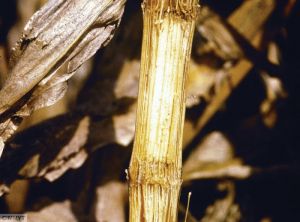 Stenocarpella maydis - macrospora maïs