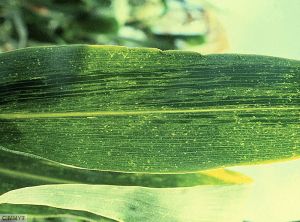 Maize chlorotic mottle virus (MCMV) maïs