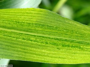 Maize chlorotic mottle virus (MCMV) maïs