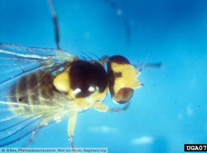 Liriomyza byoniae adulte