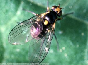 Liriomyza huidobrensis adulte