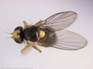 Liriomyza sativae adulte